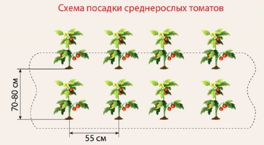 Схема посадки томатов в теплице и в открытом грунте: варианты размещения