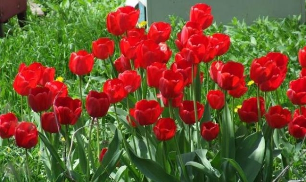 Клумба с тюльпанами: сорта, посадка, композиции и «добрые» компаньоны